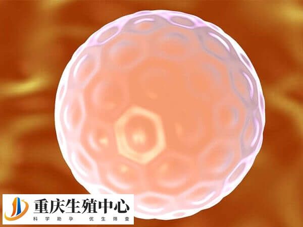 3天鲜胚通常由6-10个细胞组成
